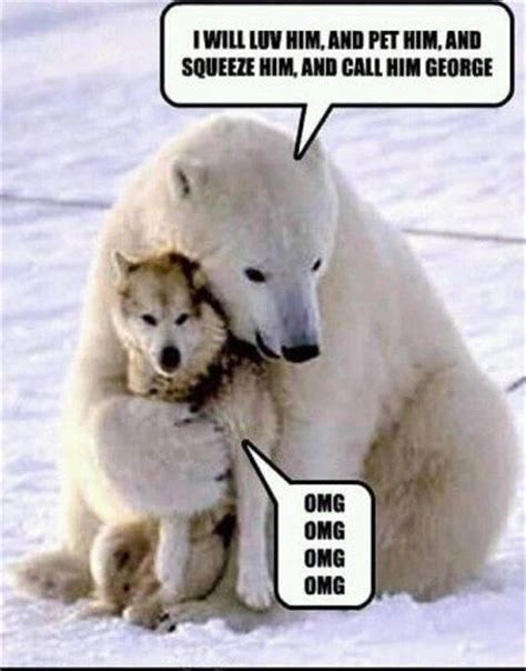 Polar bear Memes