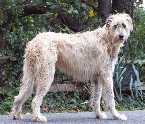 Irish Wolfhound Dog Breed » Information, Pictures, & More