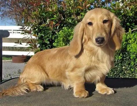 English Cream Long Haired Dachshund Puppies For Sale | PETSIDI