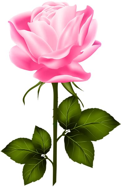 Pink Rose with Stem PNG Clip Art | Hybrid tea roses, Beautiful flowers ...