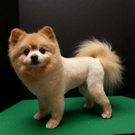 Haircut For Pomeranian Dog