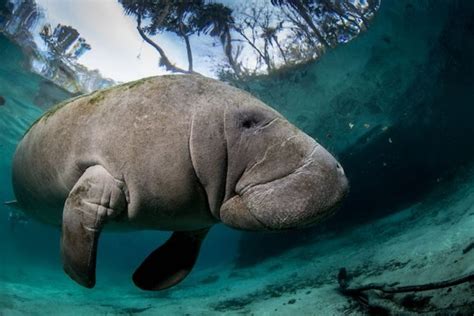 Manatees Downgraded From Endangered To Threatened