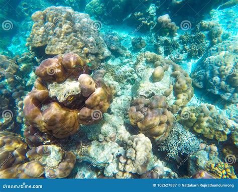 The Abundant of Shallow Coral Reefs in the Southern of Thailand, Where is Home To Many Small ...