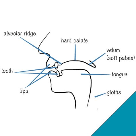Consonant Sound Articulation - The Sound of English