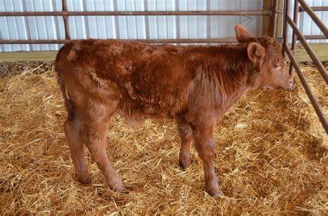 Red Angus Baby Calves - Nex-Tech Classifieds