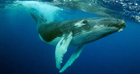 Scientists May Have Discovered A New Kind Of Humpback Whale Sound | HuffPost Impact