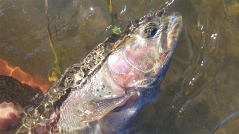 Upper Owens River Fly Fishing Report : Mammoth Lakes Fishing Report – 9.18.22 - STM Fly Fishing ...