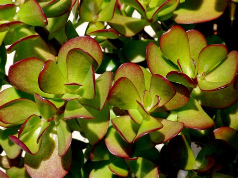 How to Grow and Care for a Jade Plant (Crassula ovata) | World of Succulents