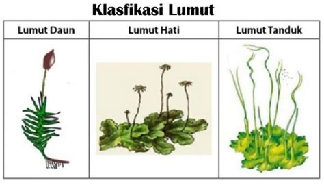 Tumbuhan Lumut Ciri Metagenesis Struktur Dan Klasifikasi - IMAGESEE