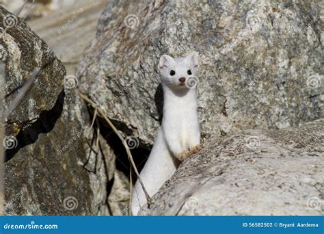 Ermine Stock Images - Download 1,133 Royalty Free Photos