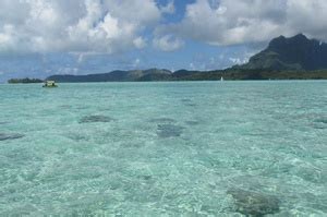 Bora Bora Stingrays