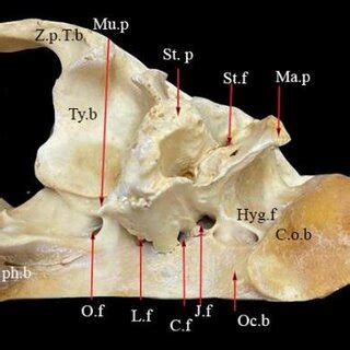 Photo showing the ventral view of the petrous bone in skull camels.... | Download Scientific Diagram