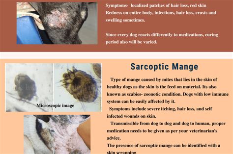 Sarcoptic and Demodectic mange in dogs - Types of mange - Bark India
