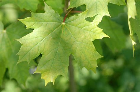 How to Identify & Propagate Norway Maple (Acer platanoides)