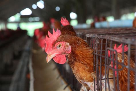 Eggs chicken farm stock image. Image of farming, white - 52371975