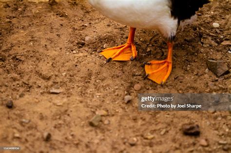 Puffin Feet High-Res Stock Photo - Getty Images