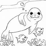 Leopard Seal Page Coloring Pages sketch template