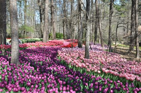 Garvan Woodland Gardens Map – Beautiful Flower Arrangements and Flower Gardens