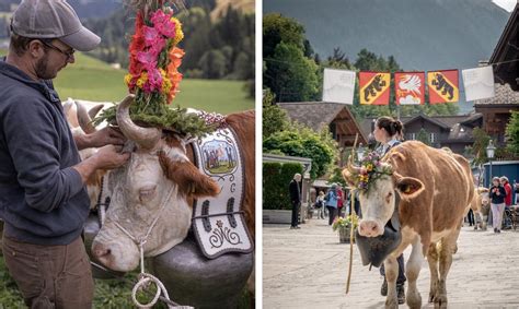 Switzerland Cow Festival: The Best Places to See the Swiss Cow Parades