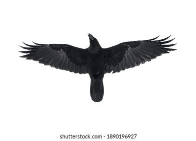 Raven Bird Wings