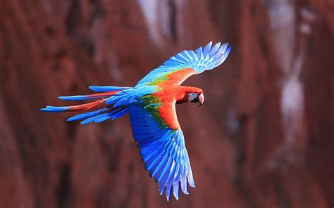 Colorful Birds Flying | WeNeedFun