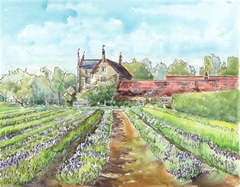 JOAN SANDFORD-COOK: NORFOLK LAVENDER