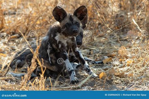 Painted Wolf Pups Play in the Grass Stock Image - Image of botswana, breakaway: 258960425