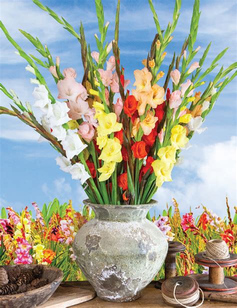 BULK BUY: Gladioli Mixed - Tesselaar