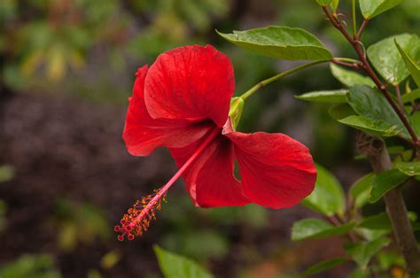 60 Types of Red Flowers Sure to Make a Statement