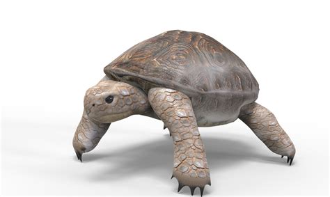 3D model tortoise animations - TurboSquid 1455028