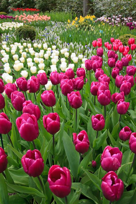 Purple Tulips Free Stock Photo - Public Domain Pictures