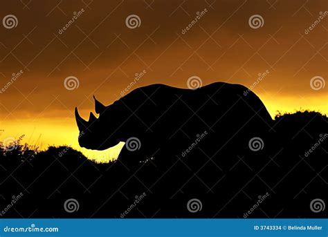 Rhino at sunset silhouette stock photo. Image of rhino - 3743334