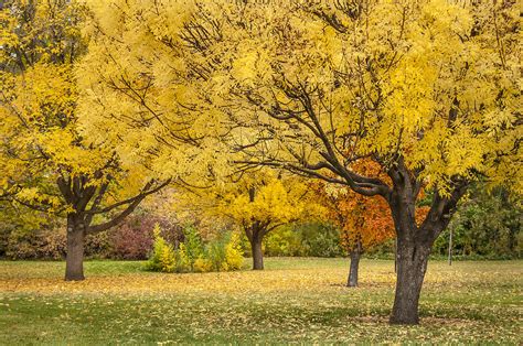 Mountain Ash Autumn Photograph by Greg Vaughn - Fine Art America