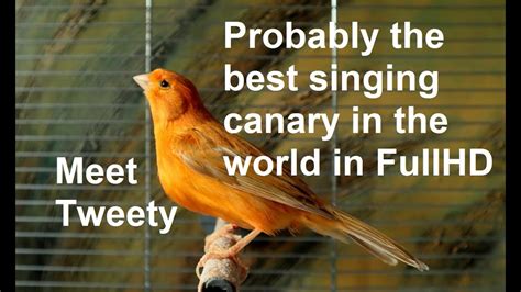 Probably the best singing canary in the world in FullHD - YouTube