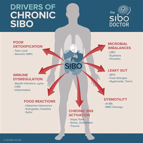 Small Intestinal Bacterial Overgrowth (SIBO) | Century Gastroenterology ...