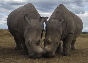 15 Fascinating Northern White Rhino Facts