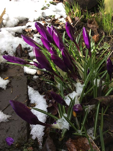 Crocus in the snow | Plants, Crocus, Garden