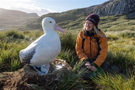 the Wandering Albatross, world's largest wingspan at over 12ft : AbsoluteUnits