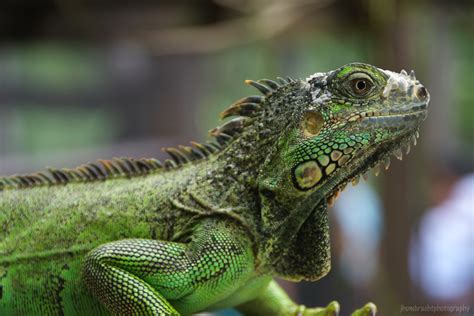 The Green Iguana Conservation Project | San Ignacio Hotel, Belize