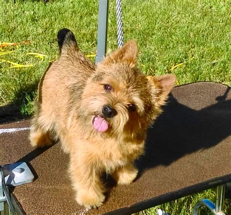 Norwich Terrier Puppies - Norwich Terrier Pups Delhi Zamroo