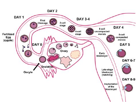 23.2: Germinal Stage - Biology LibreTexts