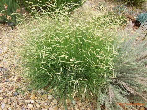 Bouteloua gracilis ‘Blonde Ambition’ | Zona Gardens