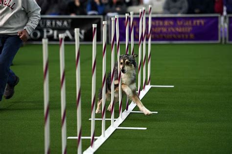 Dogs competing in the Westminster Dog Show agility contest