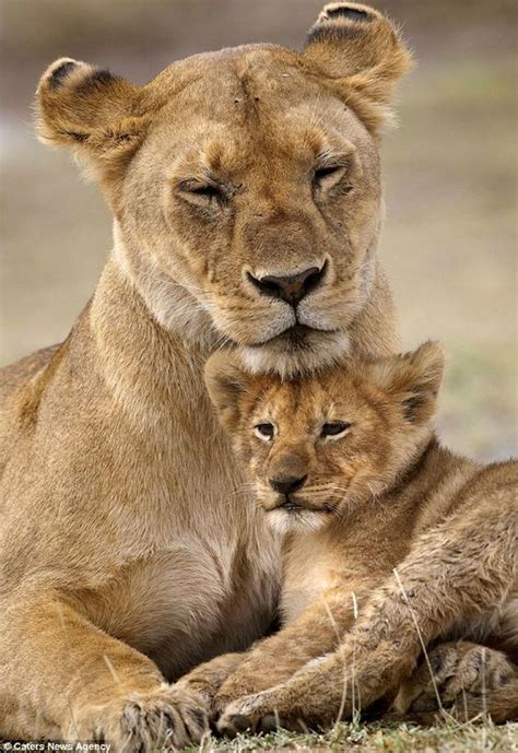 leona con su cachorro Beautiful Cats, Animals Beautiful, Animals And ...