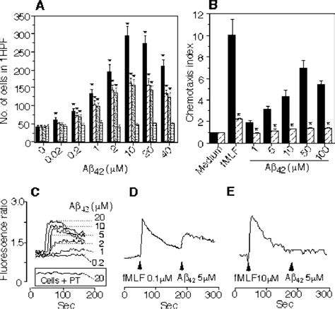 Activation of human monocytes by A 42. A, Migration of monocytes ...