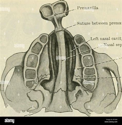 . Cunningham's Text-book of anatomy. Anatomy. -THE FACE. 1381 Suture ...