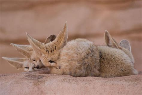 Fennec Fox in 2020 | Fennec fox, Fox, Fox facts