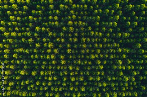 top view eucalyptus tree forest Stock Photo | Adobe Stock