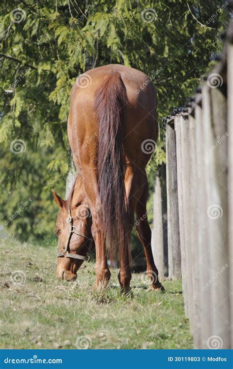 Horse Grazing by Fence stock image. Image of healthy - 30119803