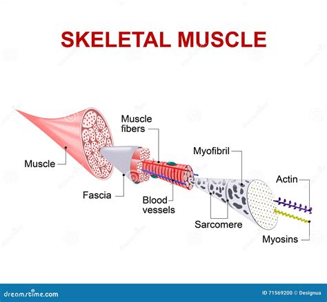 Structure of Skeletal Muscle Stock Vector - Illustration of filaments, actin: 71569200